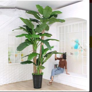 Cây Chuối Cảnh giả giống thật cao 1m6