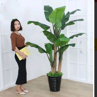 Cây Chuối Cảnh giả giống thật cao 1m6