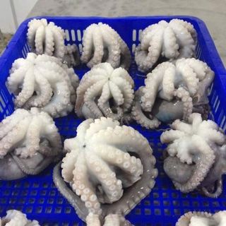 Râu mực đông lạnh