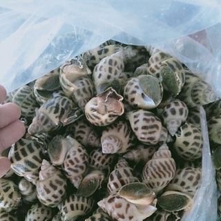 ỐC HƯƠNG