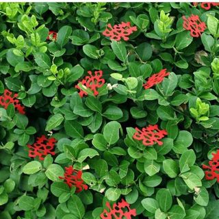 Chữ hỷ nhỏ trang trí