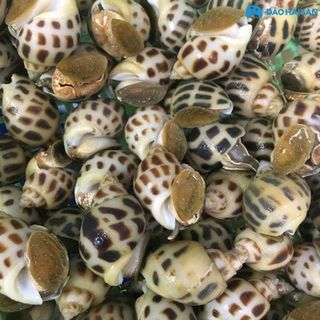 Ốc hương tươi sống
