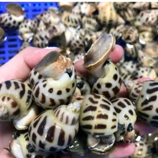 Ốc hương tươi sống