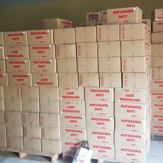 Hạt macca Úc size 30 - 32 size to nhất giá tốt nhất Đầy đủ giấy tờ