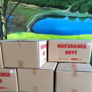 Hạt Macca Úc size 25 - 28 Úc đả sấy nứt vỏ