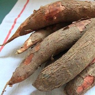 Mình cần bán sắn cử khoai mì luộc ắn được không phải loại cao sản