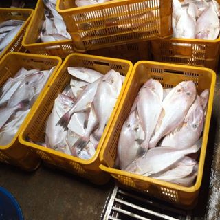 CÁ BÒ LÝ SƠN