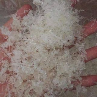 Tuyết Yến nhỏ