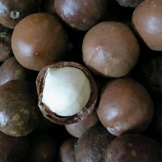 Hạt Macca size đại