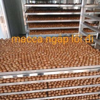 Hạt Macca size đại
