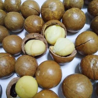 Hạt macca