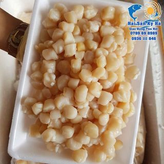 Giá Sỉ Cồi Điệp Thủy Hải sản đông lạnh