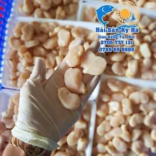 Giá Sỉ Cồi Sò Mai Thủy Hải sản đông lạnh