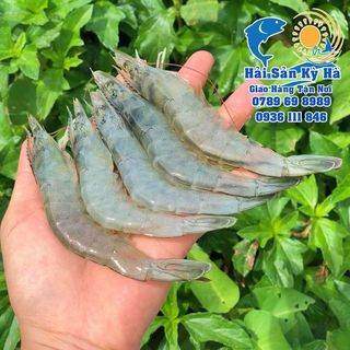 Giá Sỉ Tôm Thẻ Lột Thủy Hải sản đông lạnh