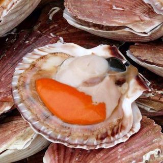 Giá Sỉ Sò Điệp Nhật Nguyên Con Thủy Hải sản đông lạnh