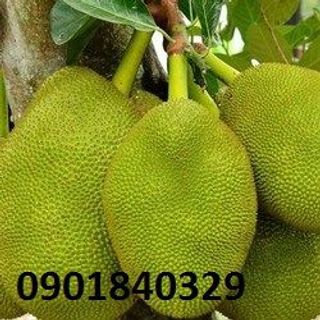 Bán mít nghệ gá sỉ