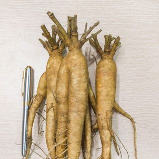 Nhân sâm tươi để ngâm rượu xuất xứ Việt Nam