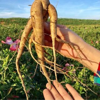 Nhân sâm tươi để ngâm rượu xuất xứ Việt Nam