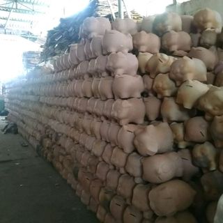 Heo đất khổng lồ