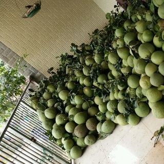buổi da xanh đồng nai