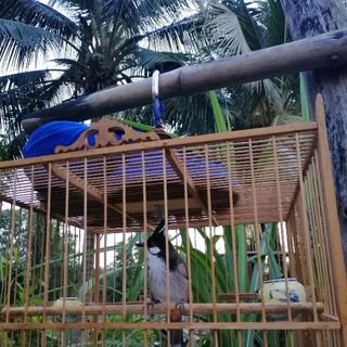chào mào nhiều giá