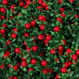 BỤI CHERRY TRÁI ĐƠN - CÀNH 5 - 15 TRÁI