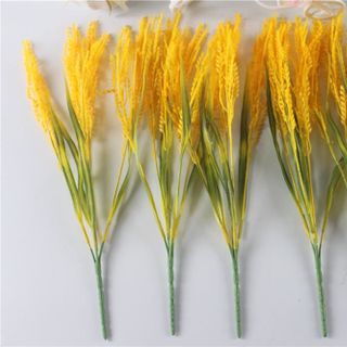 CỎ LÚA - CÀNH 5