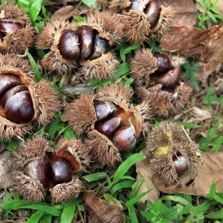Hạt dẻ trùng khánh siêu ngon