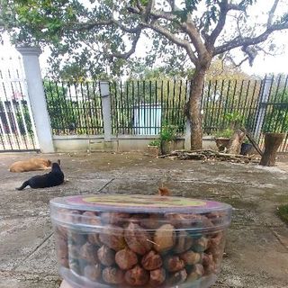 Điều rang muối - đặc sản Bình Phước