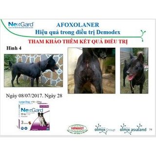 Thuốc trị ve ghẻ bọ chét trên chó hộp 6 viên Nexgard cho chó 4-10kg