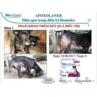 Thuốc trị ve ghẻ bọ chét trên chó hộp 6 viên Nexgard cho chó 4-10kg