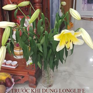 Thuốc dưỡng hoa tươi lâu 15 ngày không tàn