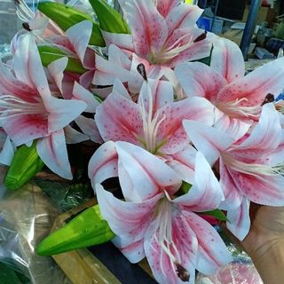 Hoa Giả Hoa Lụa - HOA LY HOA LILY PHỦ SÁP CAO CẤP Dài 79cm