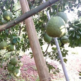 bươi da xanh ruột đỏ
