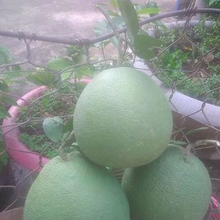 bươi da xanh ruột đỏ
