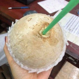 dừa trọc bến tre
