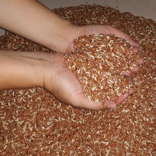 Đại lý Gạo lứt đỏ Điện Biên