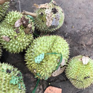 Măng cụt - sầu riêng không thuốc