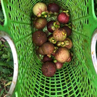 Măng cụt - sầu riêng không thuốc
