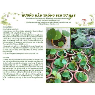 Nông Sản Hạt Giống SEN BÁCH DIỆP – bán sỉ theo kg