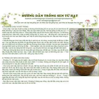 Nông Sản Hạt Giống SEN MINI NHẬT – bán sỉ theo kg