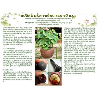 Nông Sản Hạt Giống SEN CUNG ĐÌNH – bán sỉ theo kg