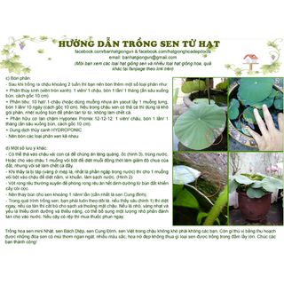 Nông Sản Hạt Giống SEN CUNG ĐÌNH – bán sỉ theo kg