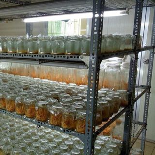 Đông Trùng Hạ Thảo khô nuôi cấy trên giá thể gạo lứt - gói 10gr