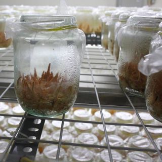 Đông Trùng Hạ Thảo khô nuôi cấy trên giá thể gạo lứt - gói 10gr