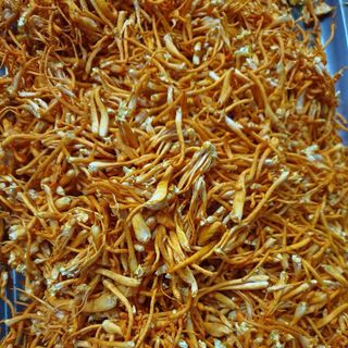 Đông Trùng Hạ Thảo khô nuôi cấy trên giá thể gạo lứt - gói 10gr