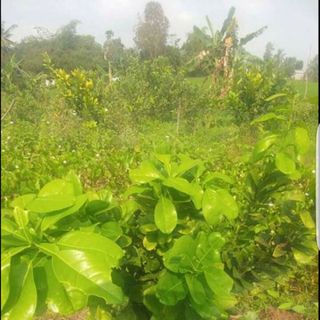 NPK SIÊU LÂN HỮU CƠ