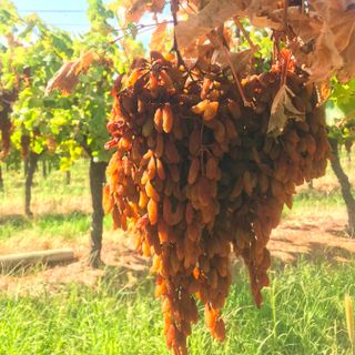 Nho Khô Nguyên Cành Úc Thùng 4 kg - Thompson Premium Grapes Adora ST Food 4 kg