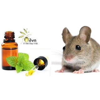 tinh dầu chống chuột treo khoang máy