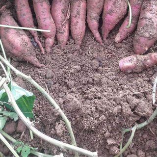 TO CỦ KHOAI LANG KHOAI MÌ